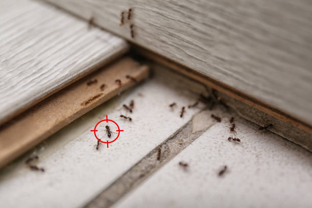 Best Spider Control Near Me  in Mcdade, TX